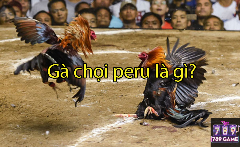 gà chọi peru