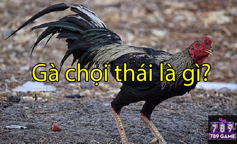 gà chọi thái là gì
