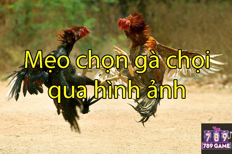 mẹo chọn gà chọi qua hình ảnh