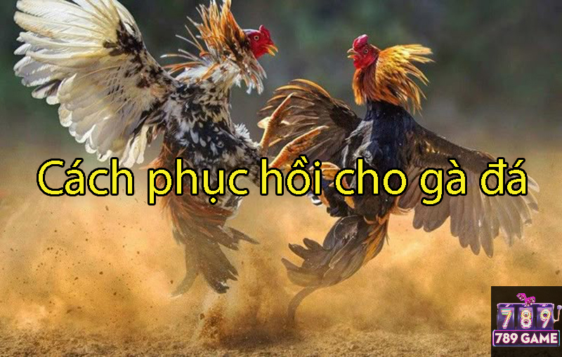 phục hồi cho gà đá