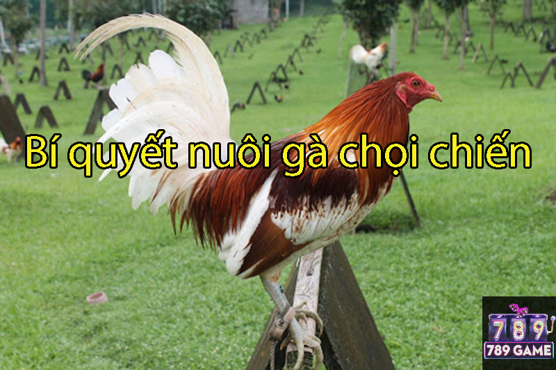 bí quyết nuôi gà chọi chiến