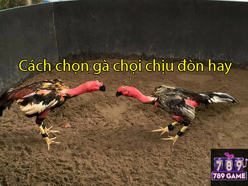 cách chọn gà chọi chịu đòn hay